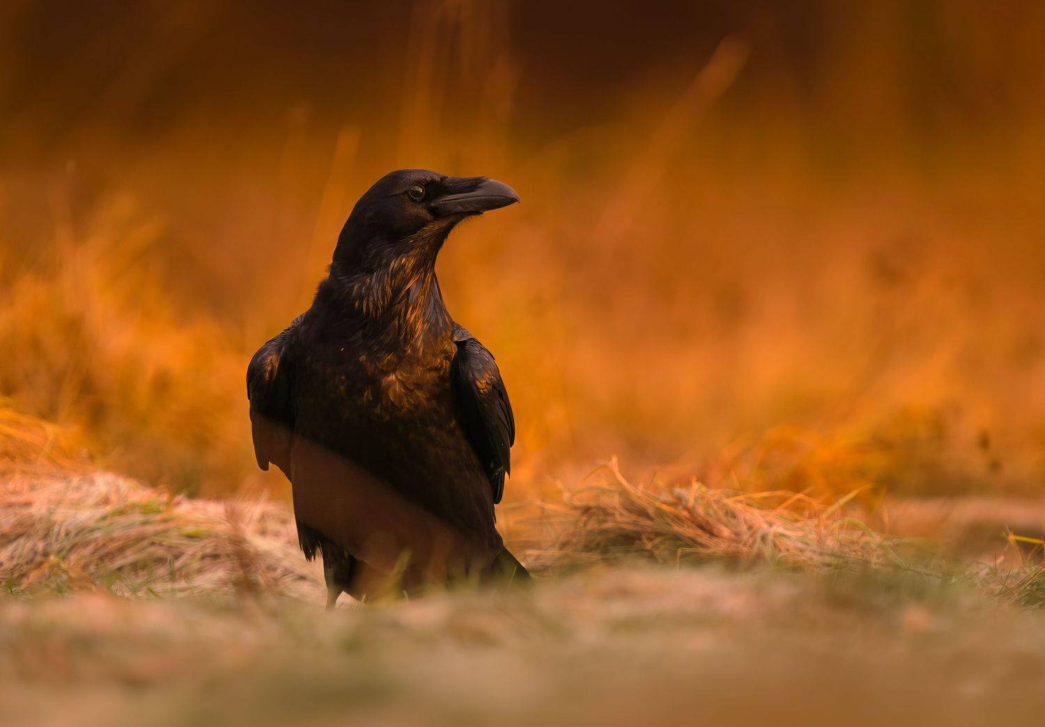 bird, birds, shadows, sunrise, golden hour, wildlife, raven, forest sony, Wojciech Sobiesiak