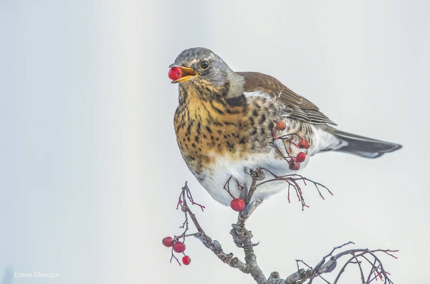 bird of prey, animal, birds, bird,  animal wildlife,  nature,  animals in the wild, рябинник, field fare, птицы, птица, Елена Швыдун