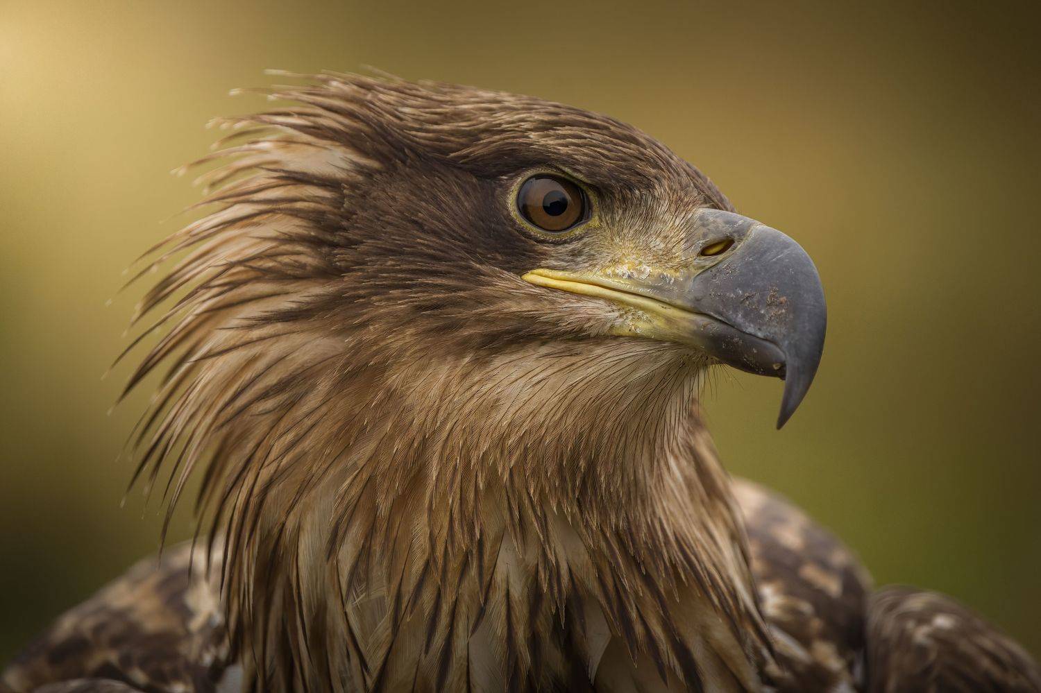 bird, birds, birdsofpray, raptors, eagle, white-tailed eagle, forest, portrait, nature, wildlife, animals, Wojciech Sobiesiak