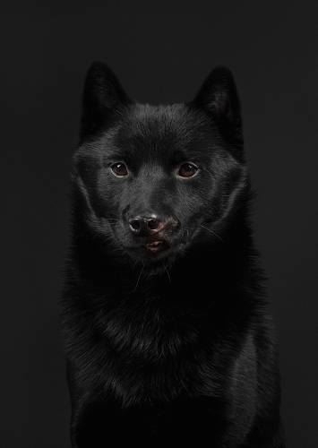 Арчи / Archie