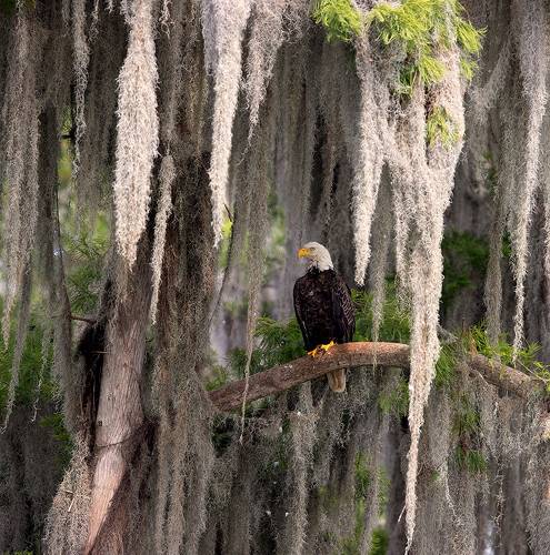 Bald Eagle - Белоголовый Орлан