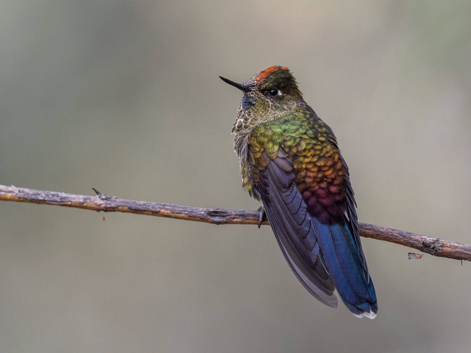 , Fernando Burgalin Sequeira