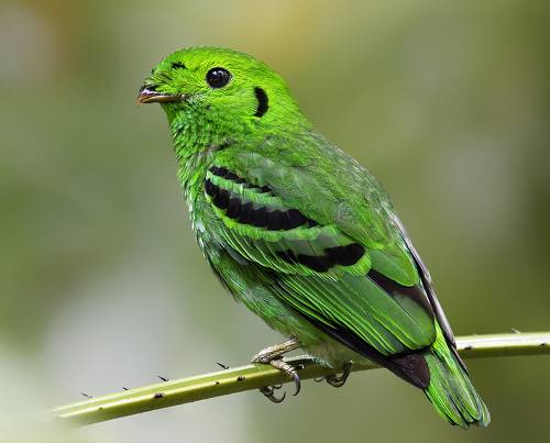 Green Broadbill