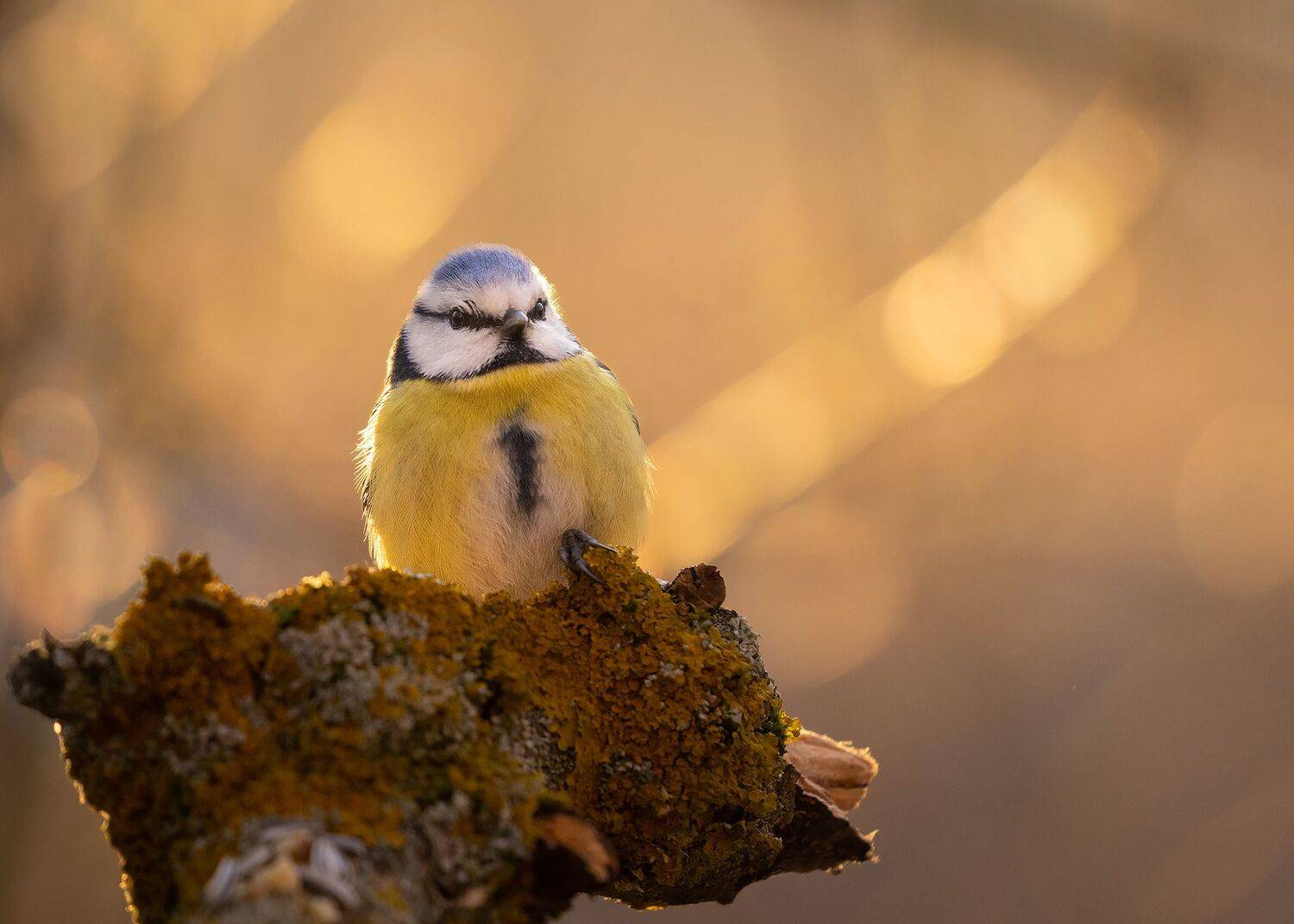 Titmouse. Автор: Robert Adamec , Robert Adamec