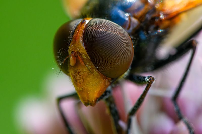 Great mustaches of Volucella pellucens фото превью