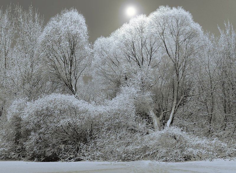Сказка зимнего леса фото превью