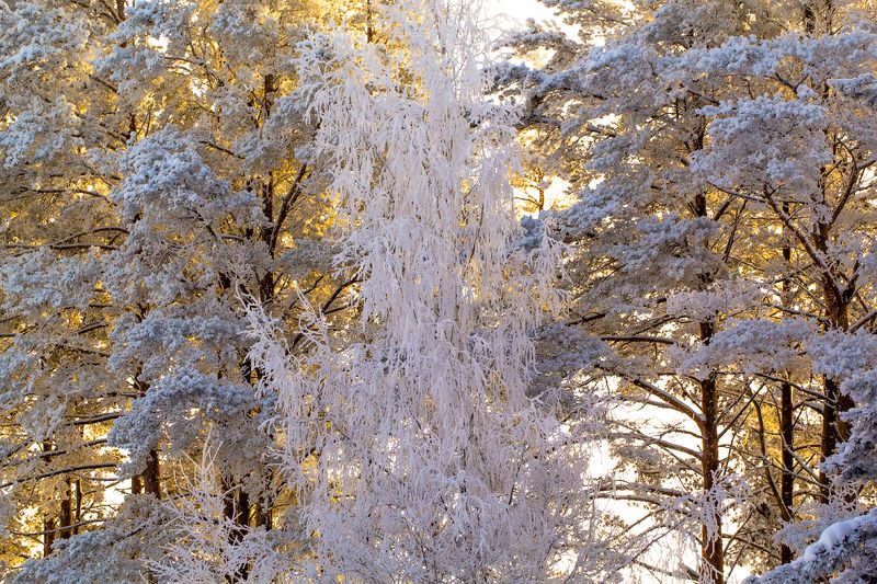 ..... фото превью