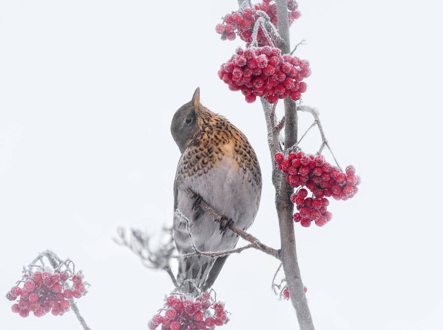 птица, дрозд рябинник, выбор, рябина, ягоды,, Марина Мочалова