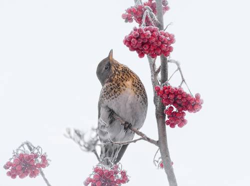 самую  самую вкусную..