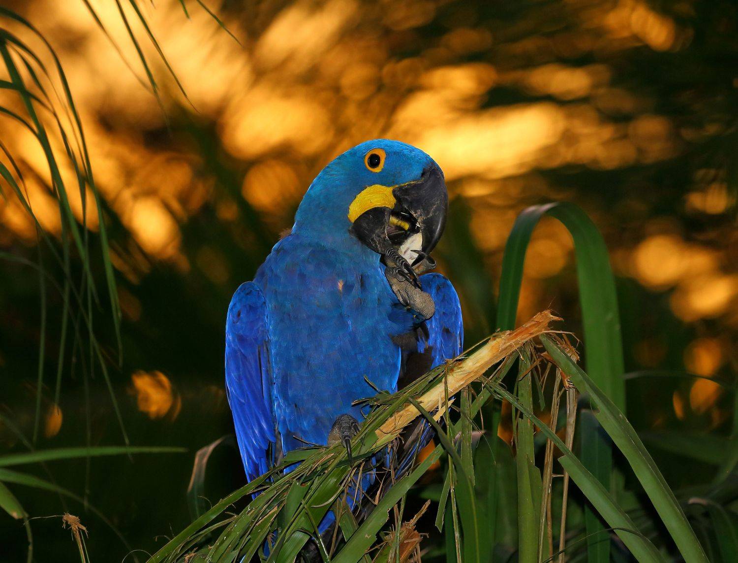 , Гудков Андрей