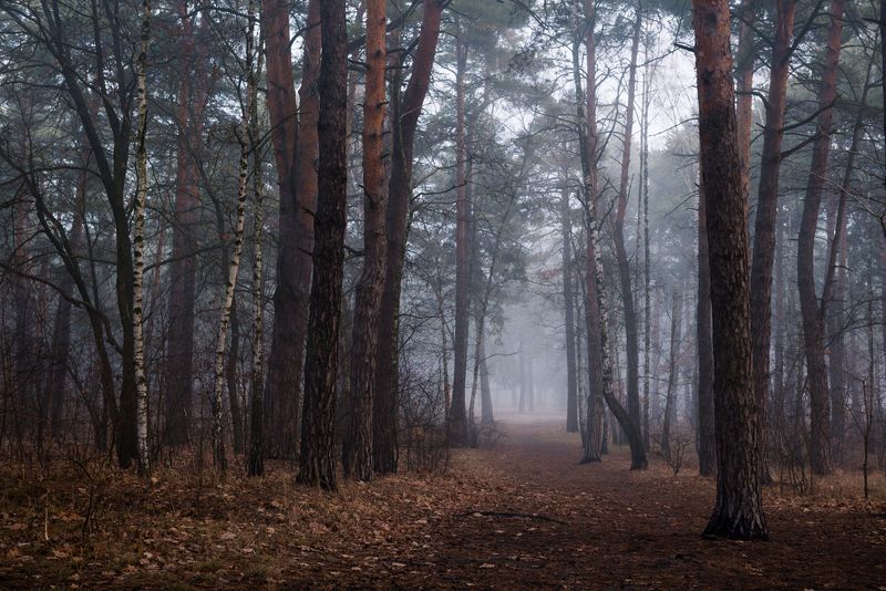 лес осень ноябрь туман сырость Холодные туманы ноября фото превью