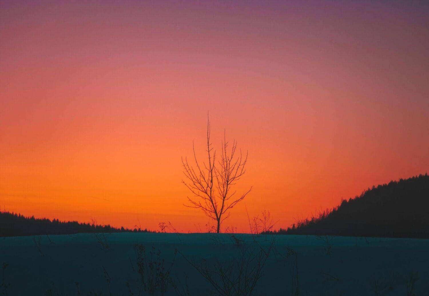 россия,пермь,пермский,край,область,сельский,село,усть-кишерть,грибушино,деревня,сумерки,закат,вечер,свет,дерево,одинокий,одиночество,тишина,спокойствие,зима,январь, холод, мороз, лес, поле, снег, минимализм, минималистика, минималистичный, ветка, линия, ф, Котов Андрей