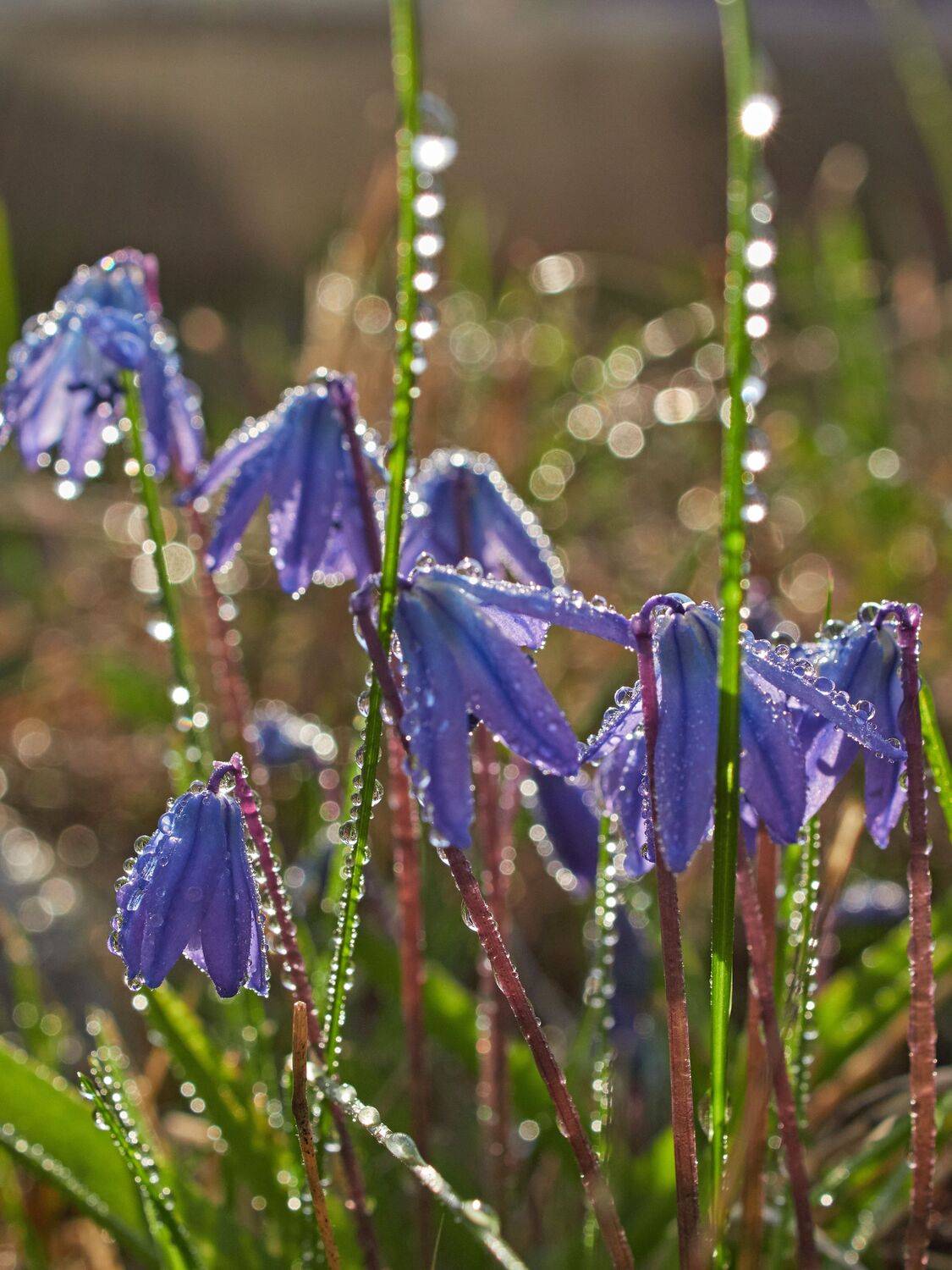 цветы, макро, весна, Сергей Калёв