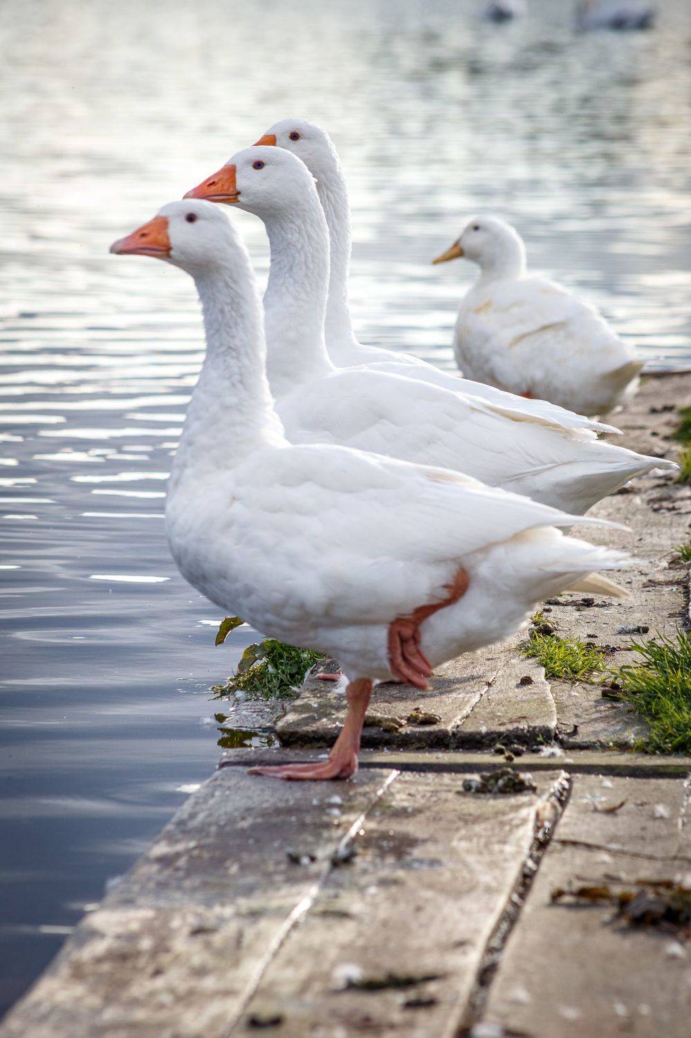 гуси, птицы, деревня, birds, animals, Иван Вострецов