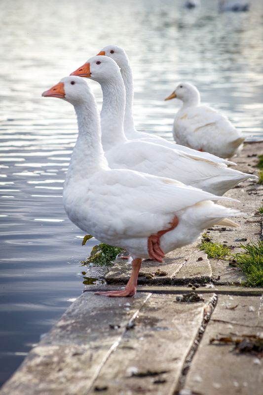 гуси, птицы, деревня, birds, animals Гуси фото превью