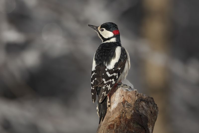 Great Spotted Woodpecker (Dendrocopos major) фото превью