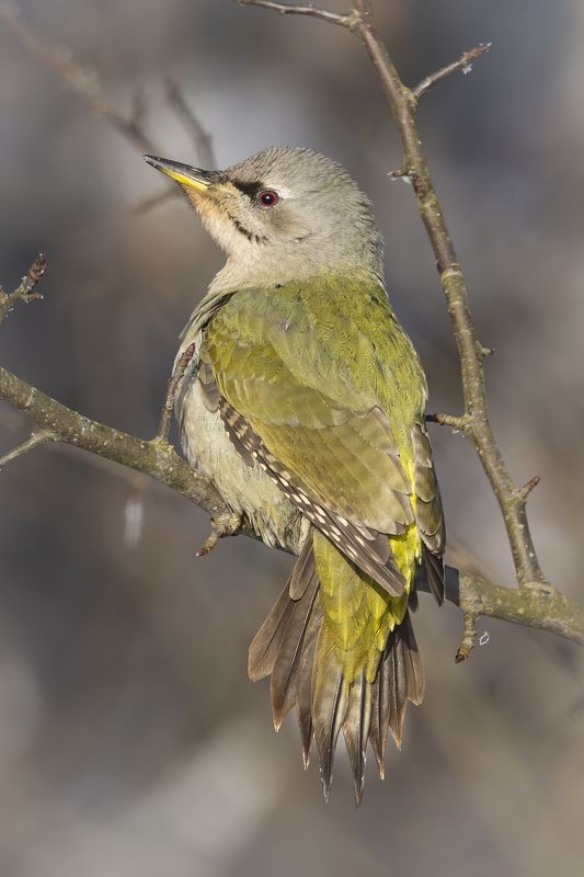 Grey-headed Woodpecke(Picus canus) фото превью