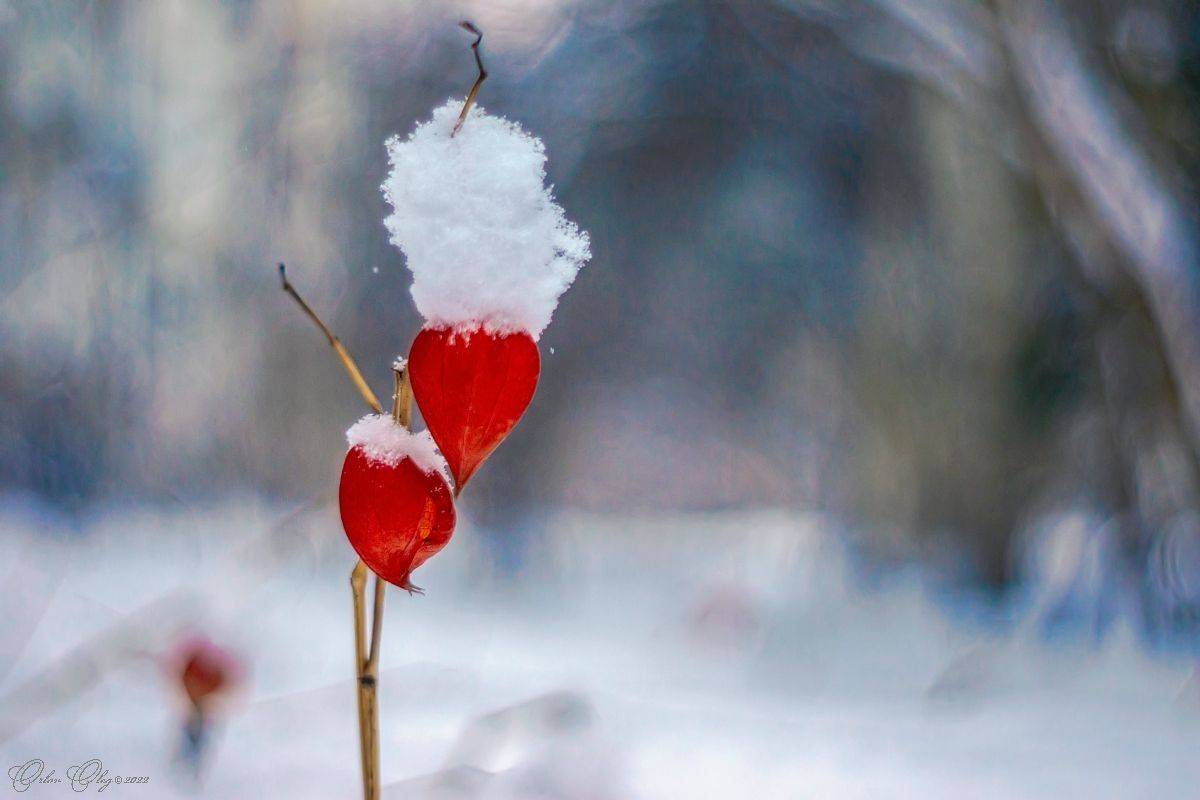 , Орлов Олег