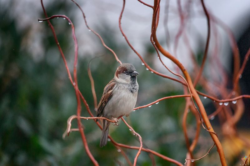 Sparrow фото превью