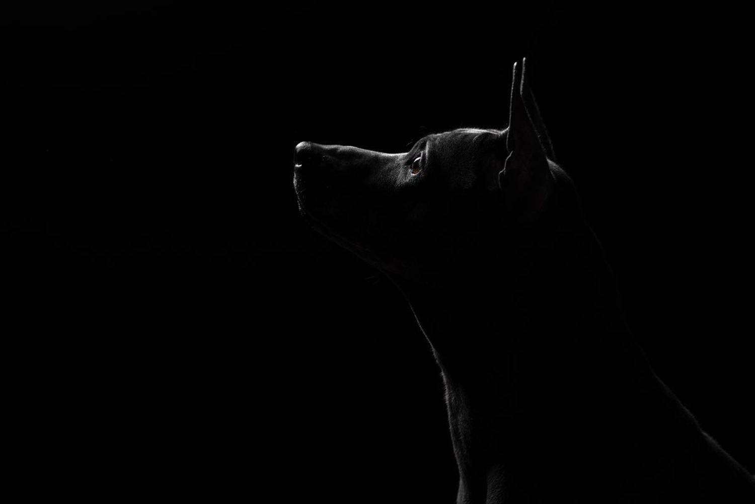 собака, животное, dog, тайский риджбек, Евгений Крутиков