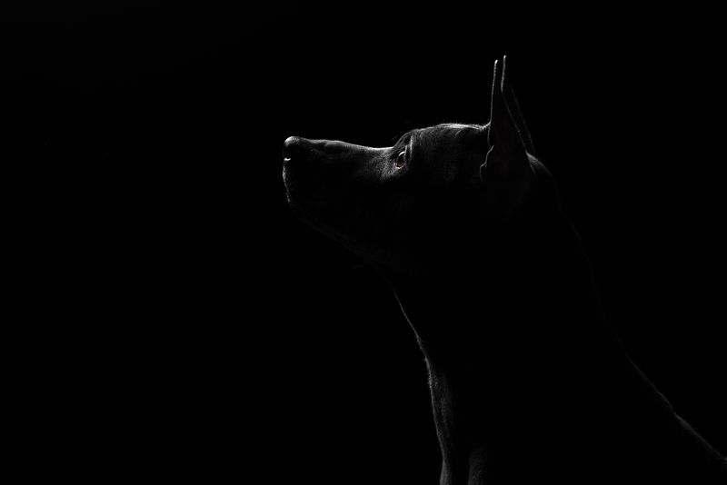 собака, животное, dog, тайский риджбек Юна фото превью