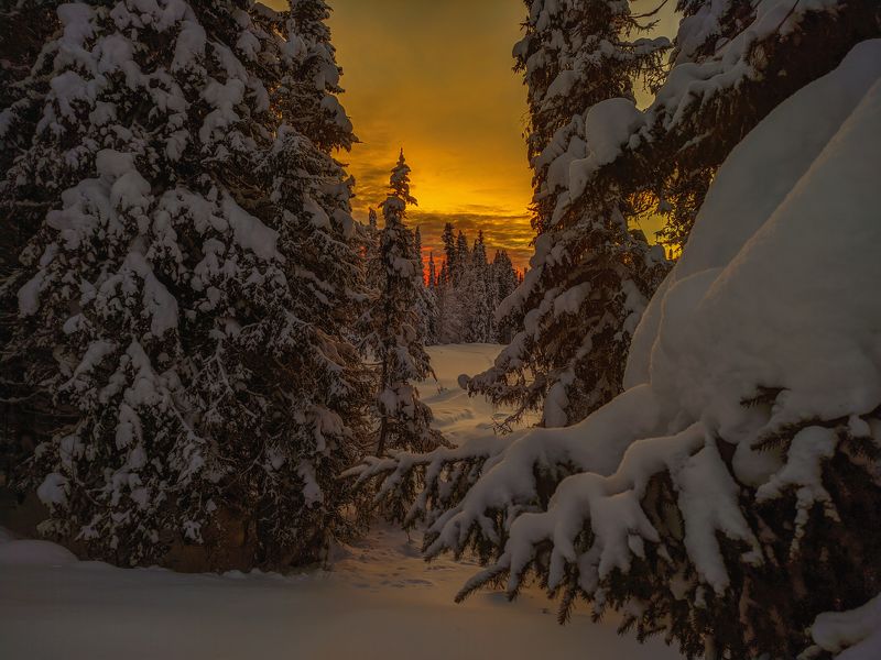 печора, лес, север Зимние леса севера фото превью