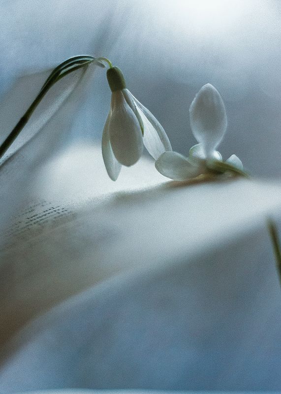 новеллы о любви, жизнь, зимние зарисовки, ирина горюкина, подснежники,книга, стихи,мысли о главном Новеллы.. фото превью