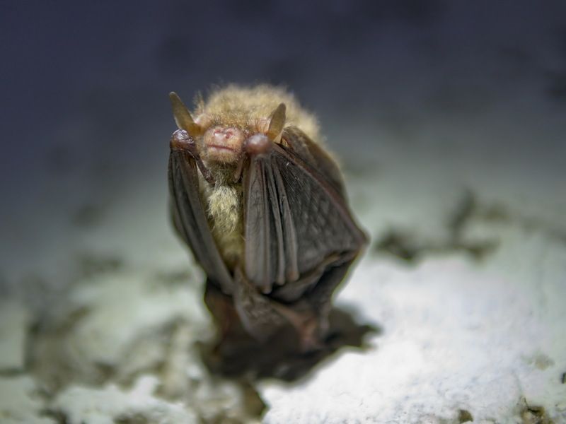 Как спит летучая мышь фото превью