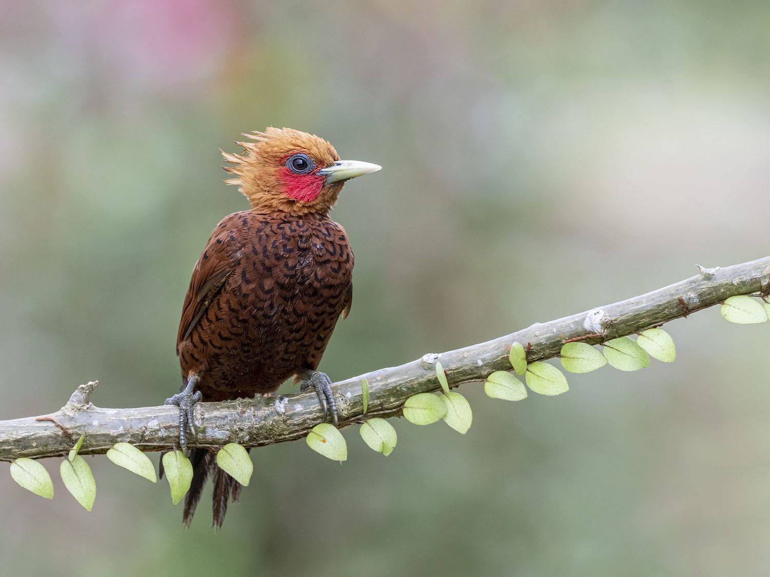 , Fernando Burgalin Sequeira
