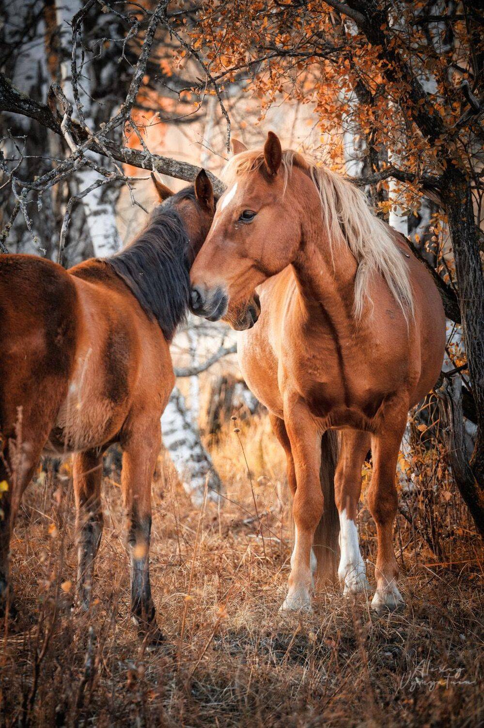 russia, altay, horses, morning, autumn, cold, sunrise, light, landscape, Алексей Вымятнин