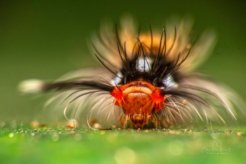 caterpillars, bug, macro, nature, natural, focus, feathers, hair, animal The caterpillars фото превью