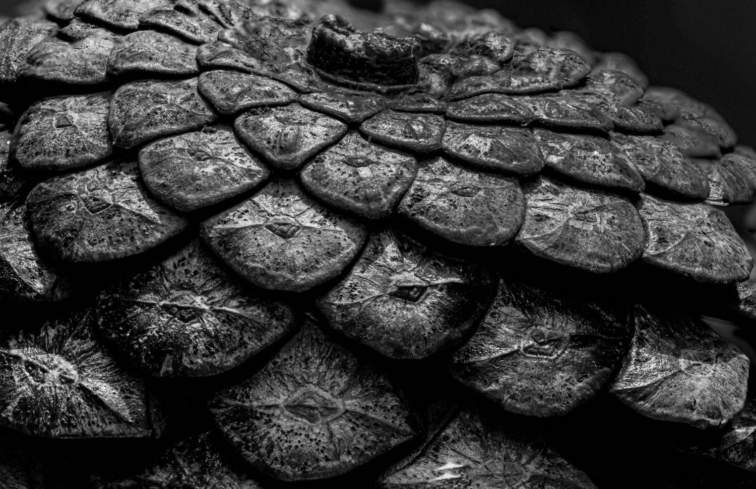 шишка., черно-белое, Урасов Олег