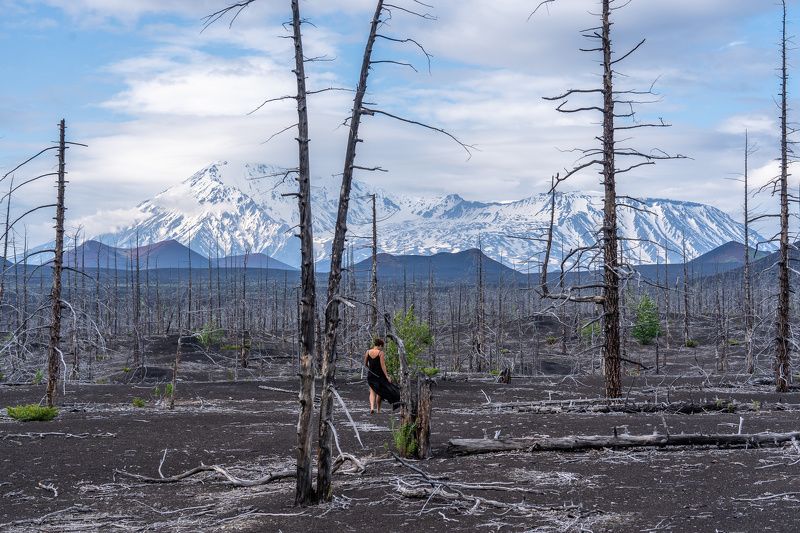 камчатка, мертвый лес, толбачик, volcano, tolbachik, kamchatka  фото превью