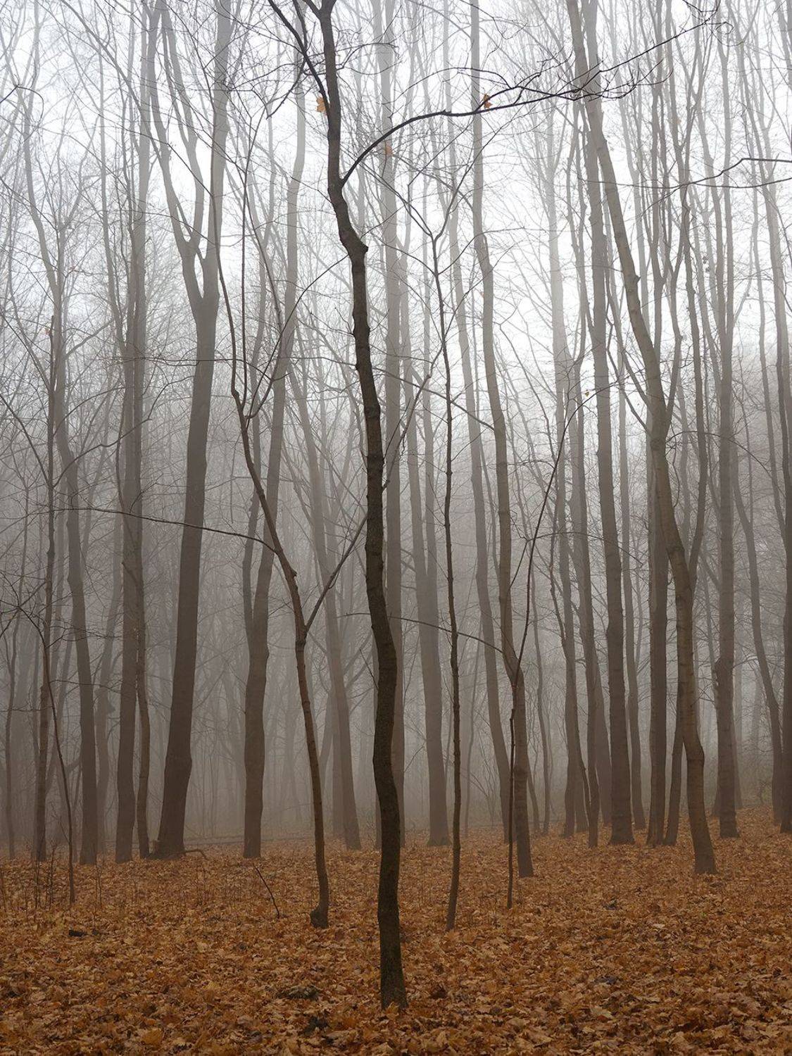 , Сергей Духанин