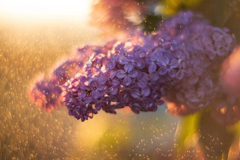 цветы, гелиос 40-2 Вечерний дождик фото превью