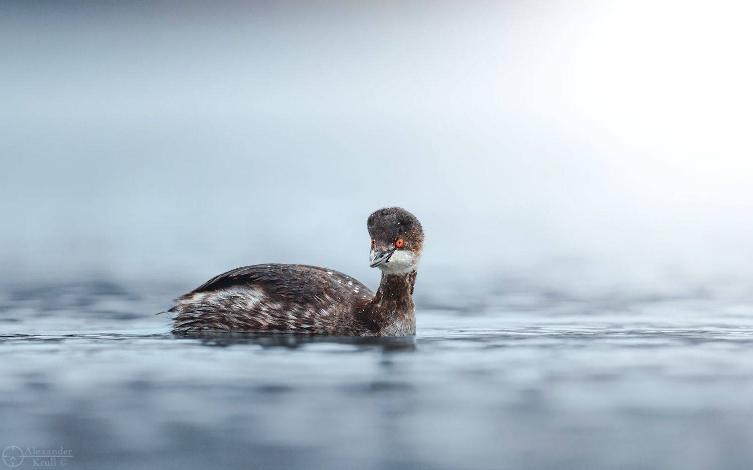 , Александр Круль