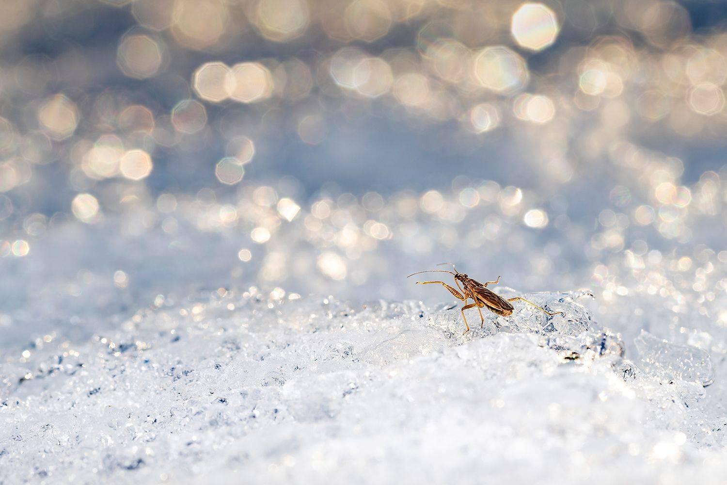 , Александр Абросимов