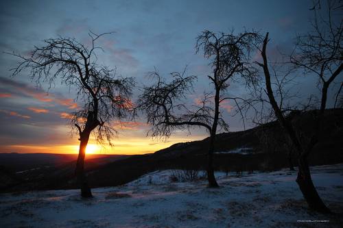 Рассвет в яблоневом  саду..