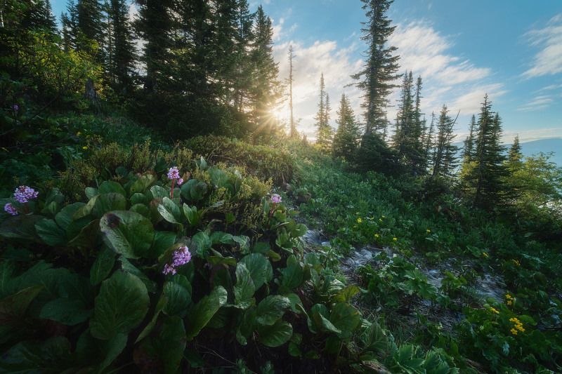 россия, сибирь, кузбасс, кемеровская область, поднебесные зубья, хребет, озеро, лето, природа, пейзаж, цветы Горная свежесть фото превью