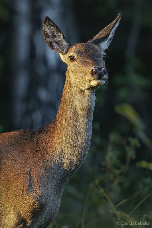 Благородный олень фото превью