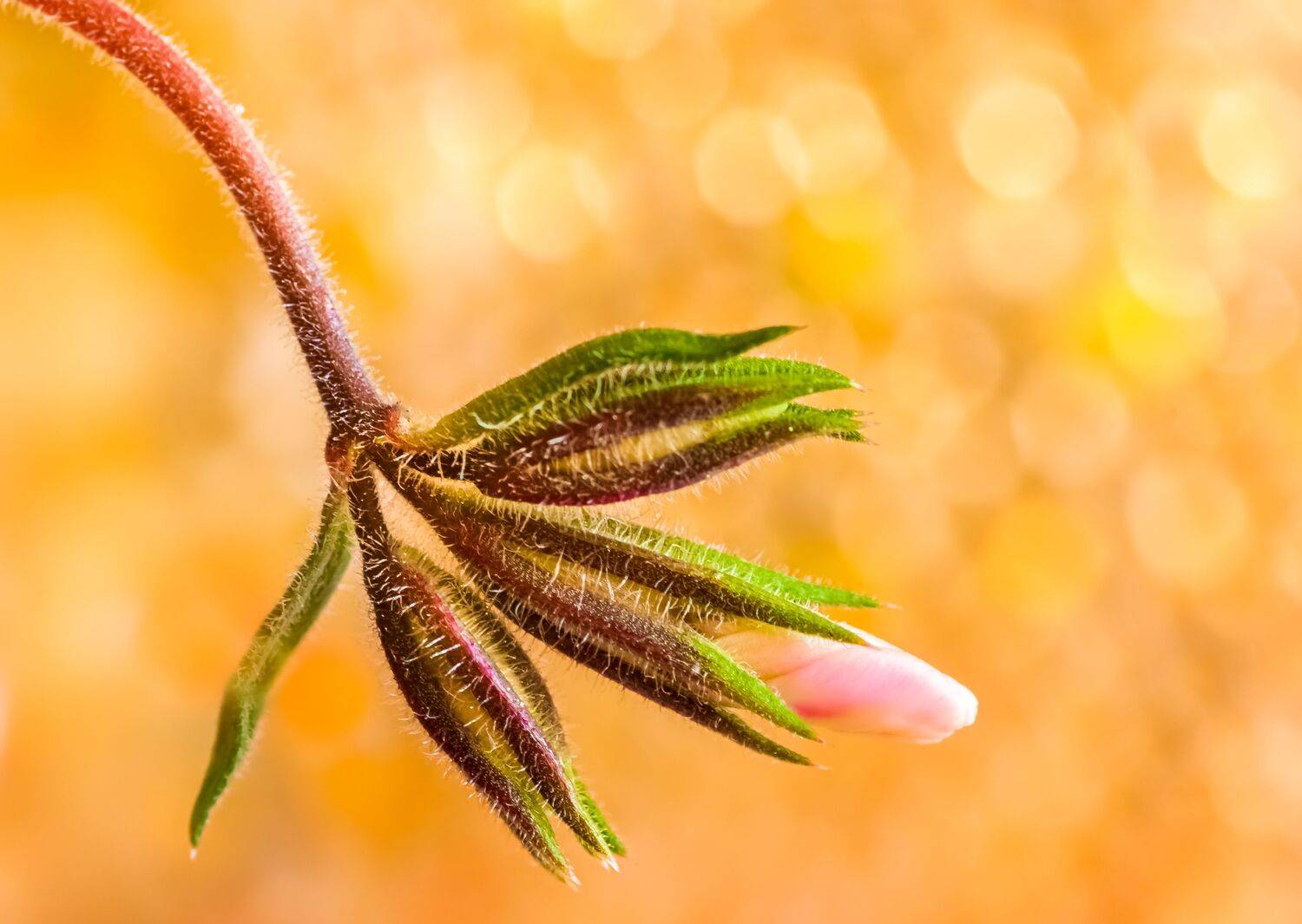 flower, floral, nature, bokeh, petal, petals, flowers, art, artistic, Atul Saluja