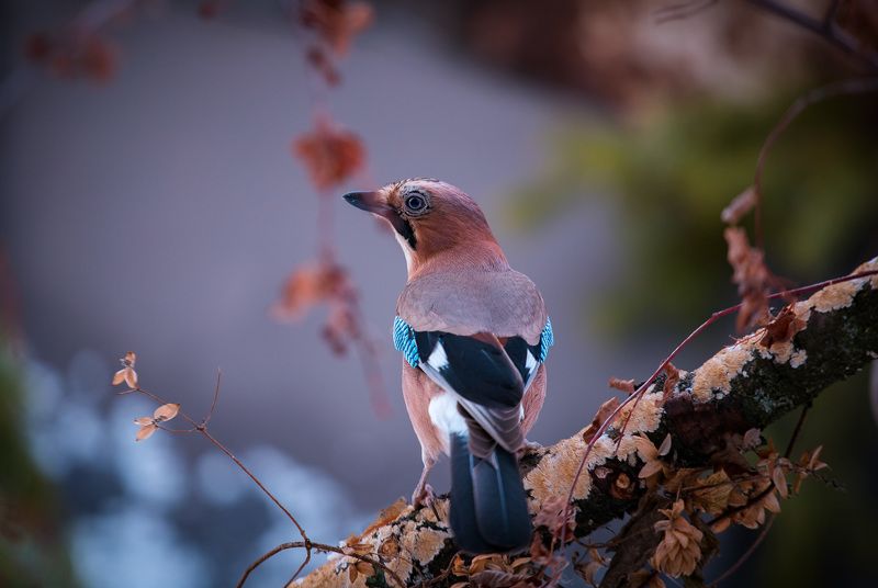 birds, jay, wildlife, птицы, сойка, зима, снег Сойка фото превью