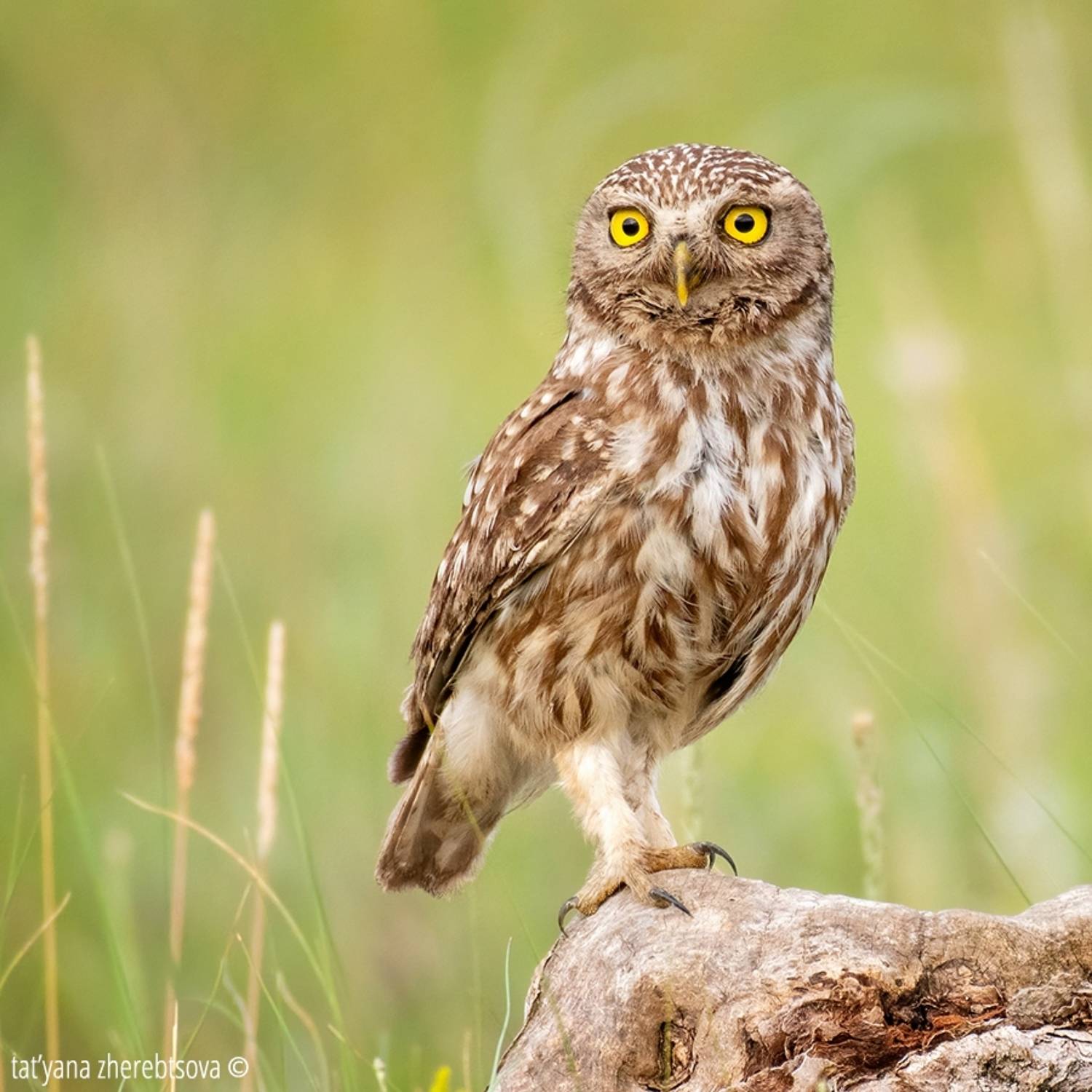 owl, my-mriya, mymriya, wildlife, little owl,, Татьяна Жеребцова