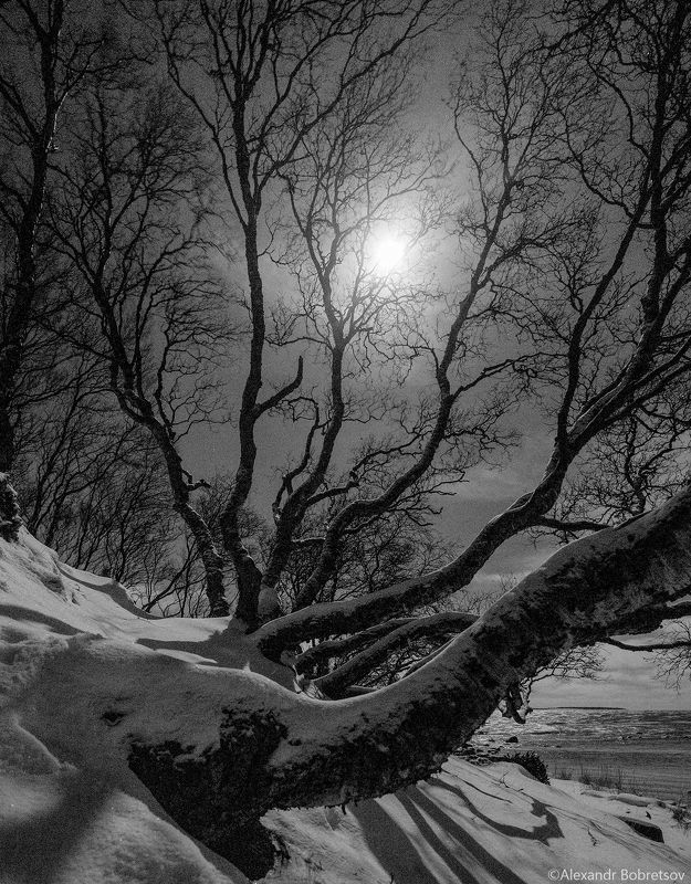 Ночь. Берег Белого моря. Березы. Соловки. фото превью