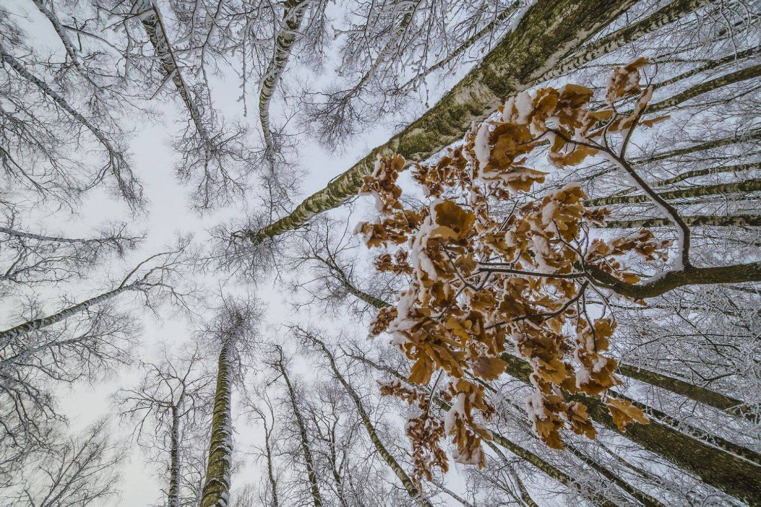 зима, тула, цпкио, Михаил Агеев