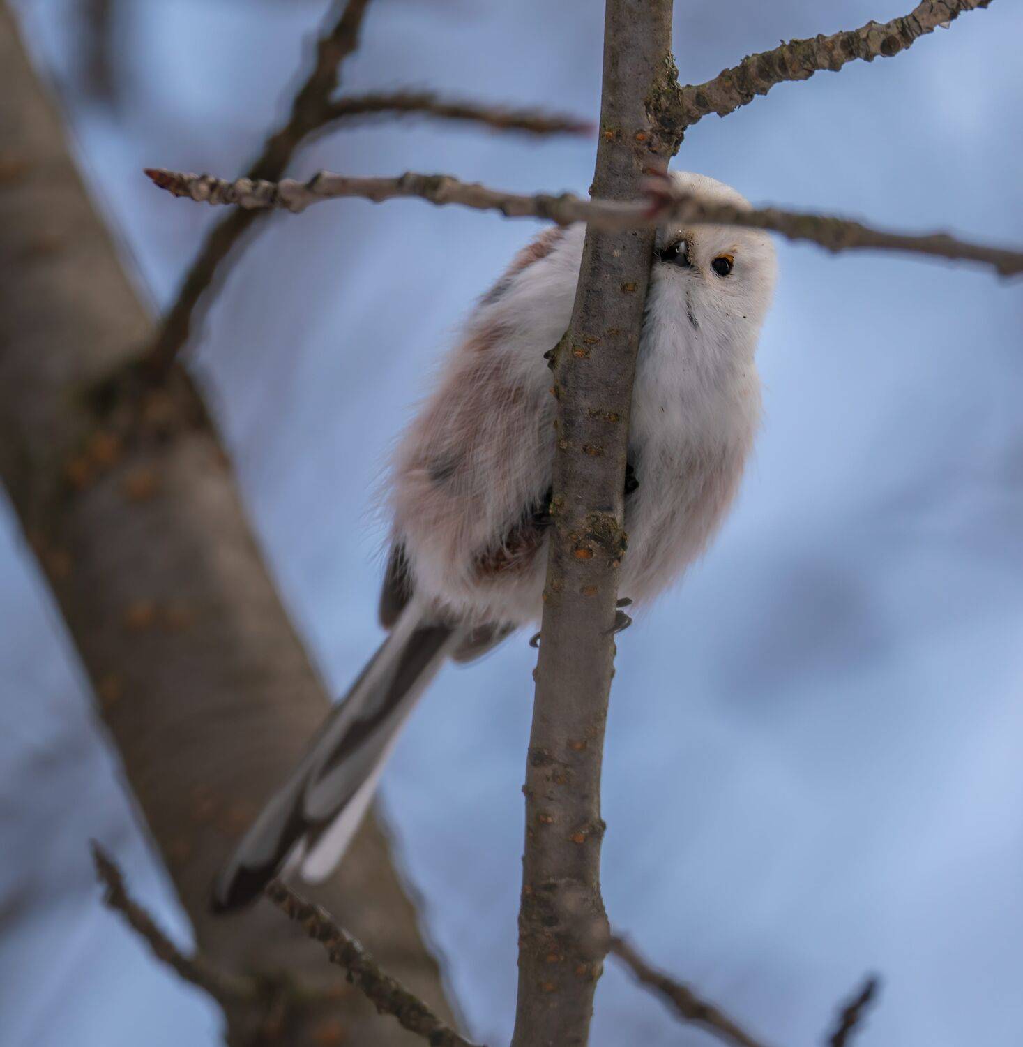 , Константин Дэм