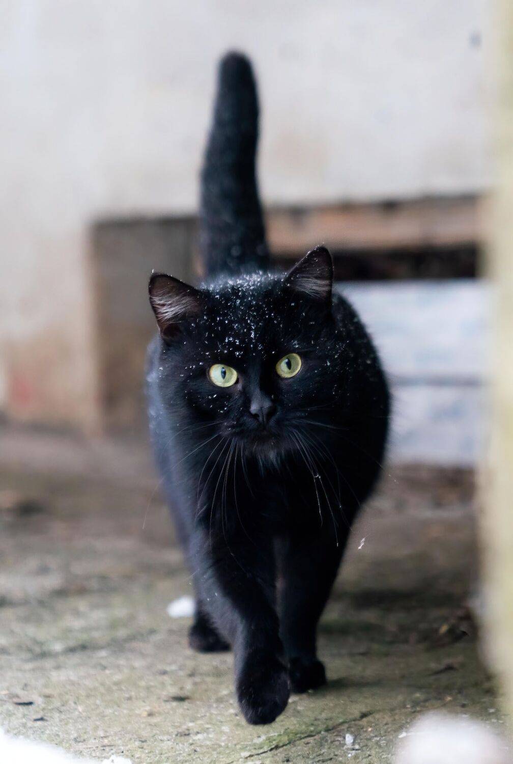 , Константин Дэм