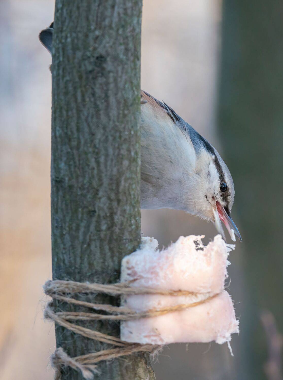 , Константин Дэм
