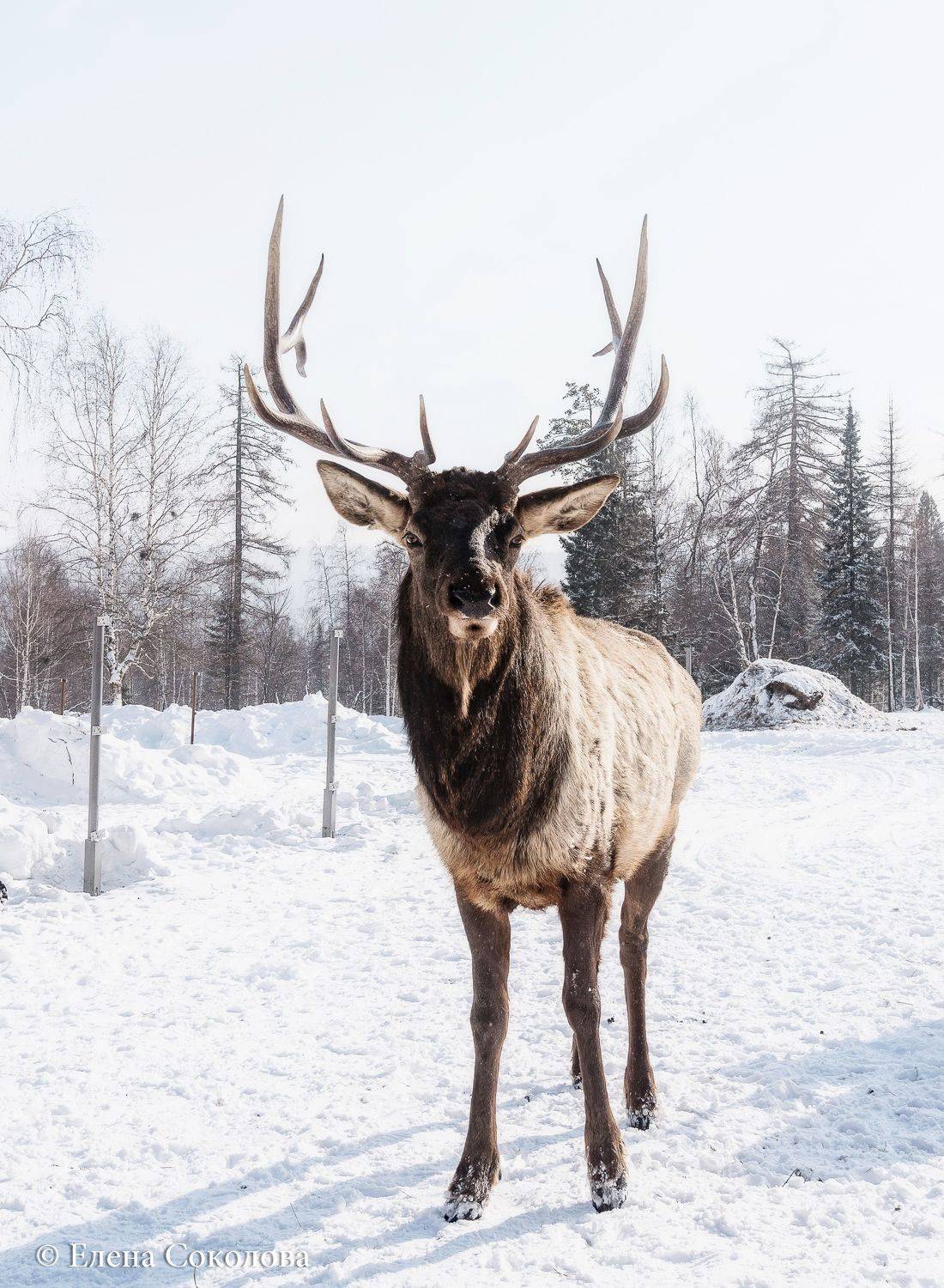 марал, зима, медвежья радость, маральник, Елена Соколова