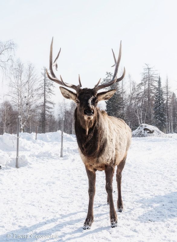 марал, зима, медвежья радость, маральник Марал фото превью